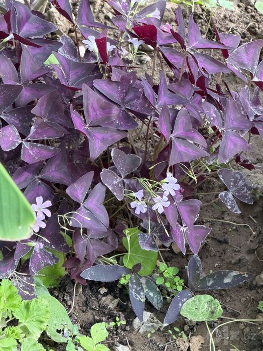 Традесканция бледная (Tradescantia pallida)