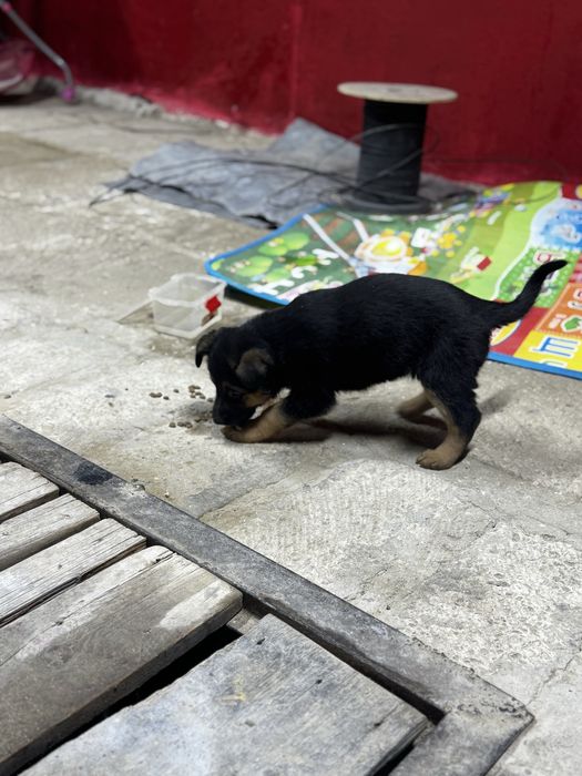 Немец овчарка 1 айлық 40 мың тг