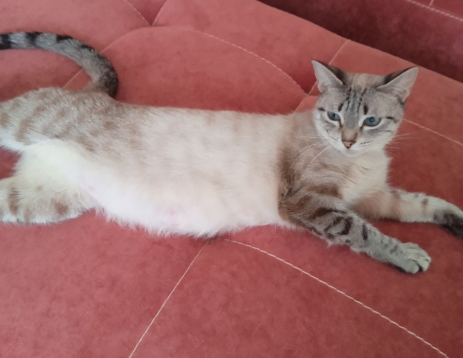 Отдаю кошку в добрые руки