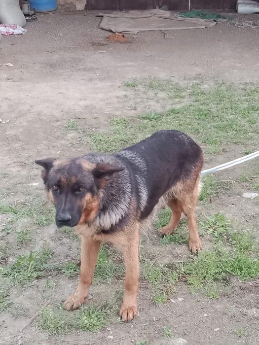 Продам немецкую овчарку