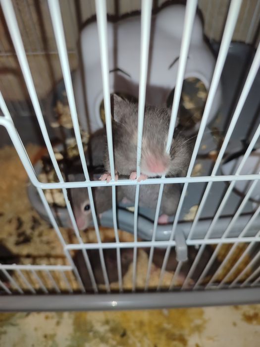 Хомяки сирийские гладкие молодые Смотрите 2 фото Читайте описании