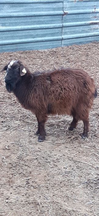 Буаз ешкілер сатылады