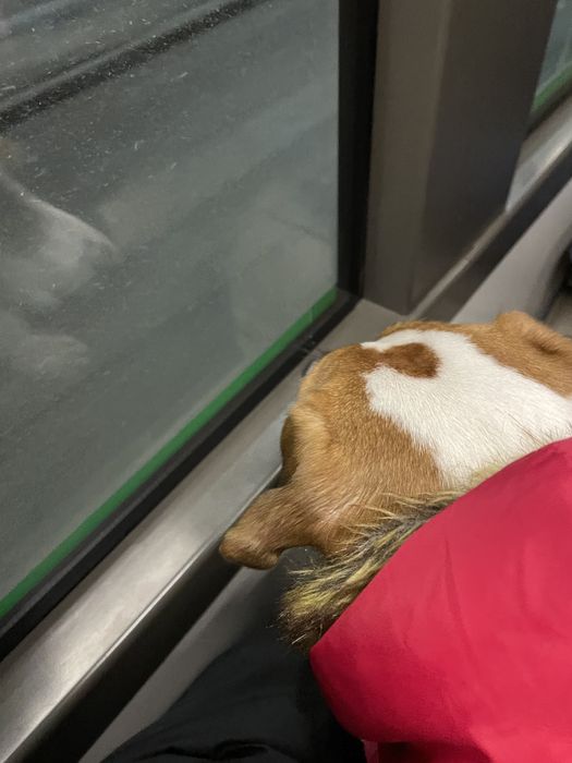 Джек рассел терьер для вязки