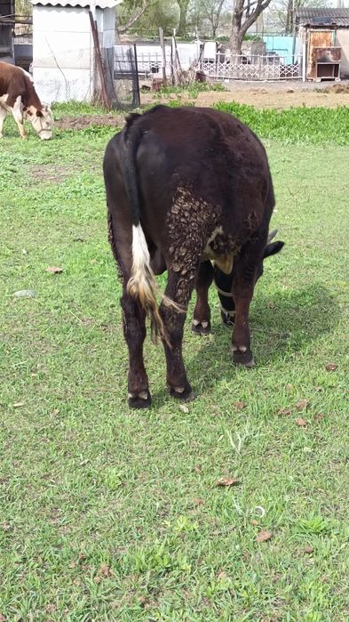 Екі өгізше сатылады.