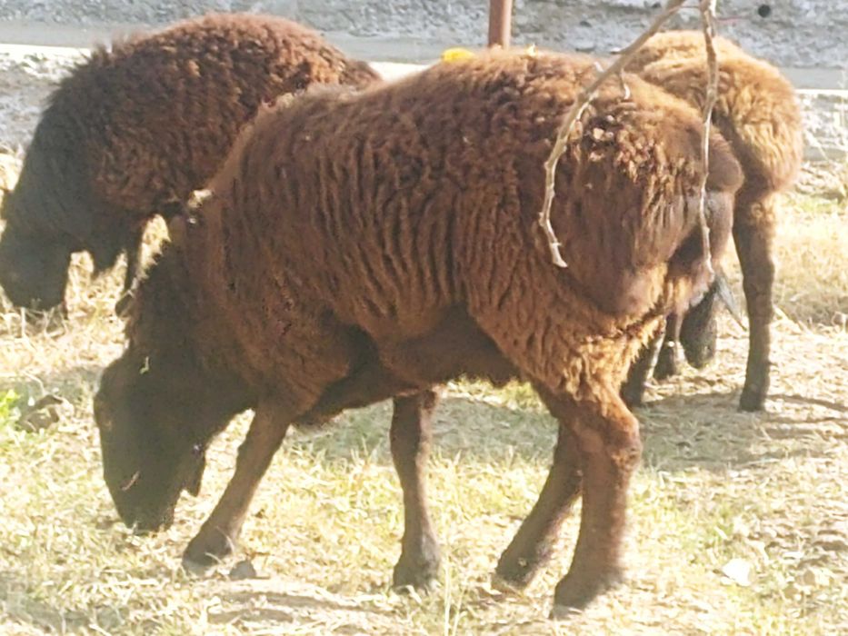 Кучкорлар сотилади