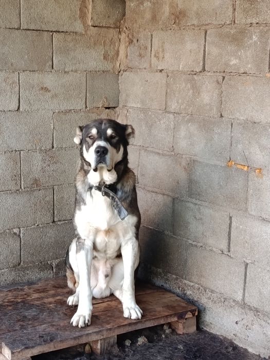 Продается щенок алабая , тобета