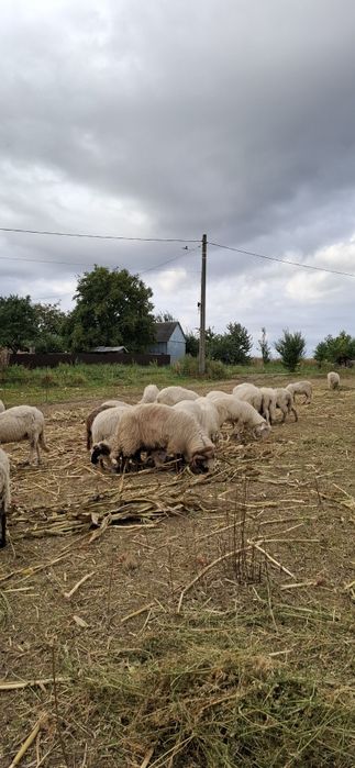 De vânzare oii ...