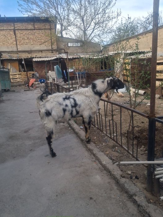 Ешки кашыруга Теке