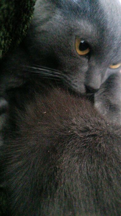 Отдам в хорошие руки