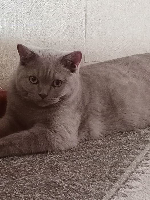 Брутальный шотландец ищет подругу