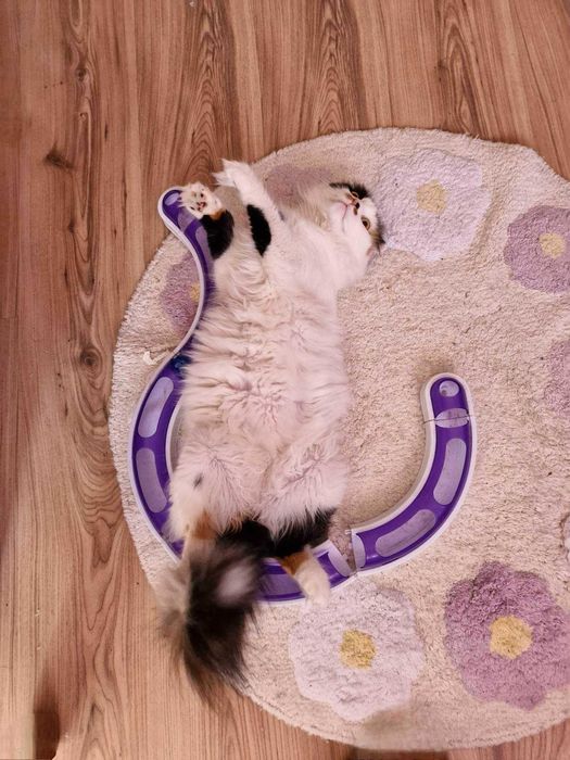 Подарявам котка за гр.Варна