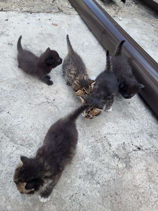 Котята, британские