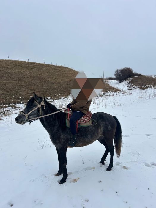 Продам жеребец 4 года