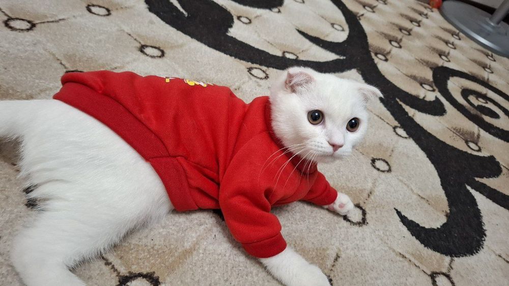 Кот приглашает к себе невеста на вязку