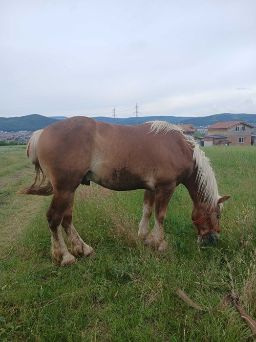 Armăsar de 2 ani jumatate