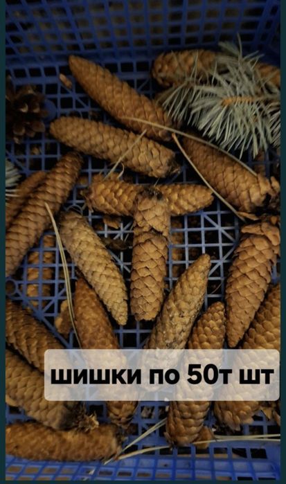 Шишки еловые большие