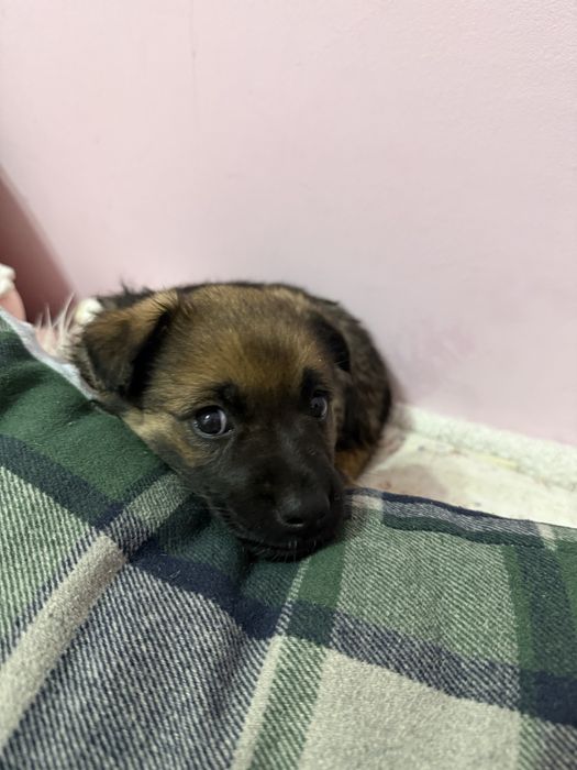 отдам в добрые руки