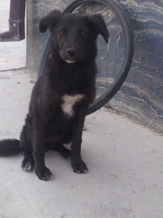 кучукча киз бола кора