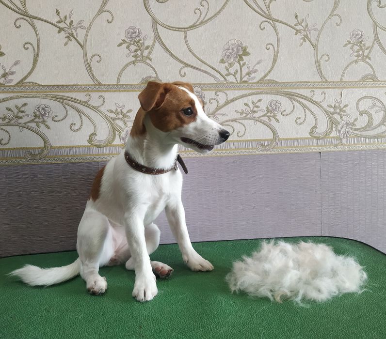 Груминг, стрижка , экспресс линька