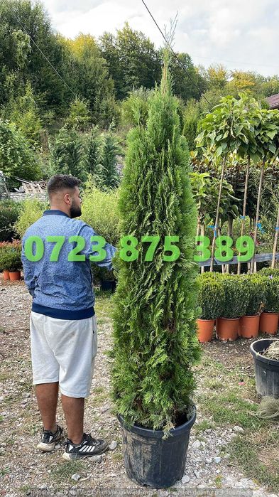 Selecție de Plante de Pepinieră – Vigorozitate și Sănătate Garantată