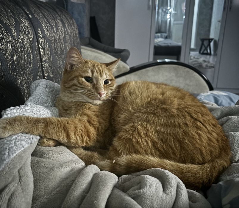 отдадим кошечку в добрые руки