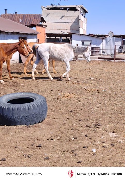 Лошадь бие жылкы