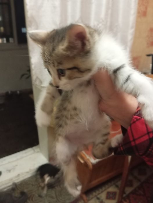 Отдаем котят в добрые руки