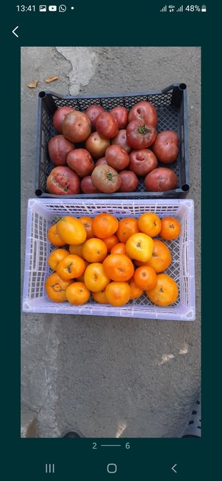 Продам помидоры свежие