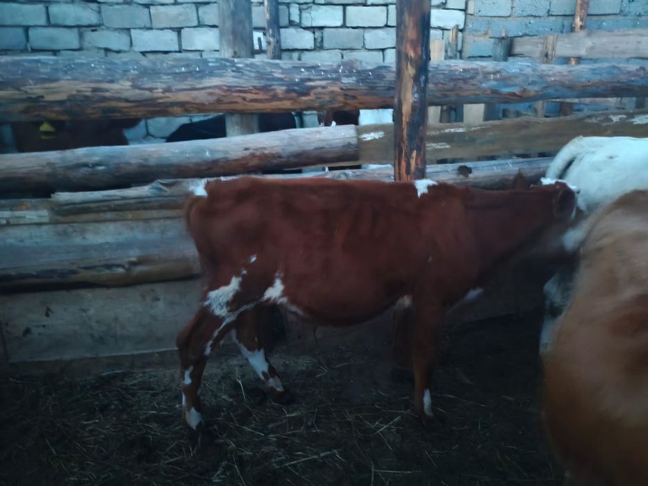 Продам теленок бычок