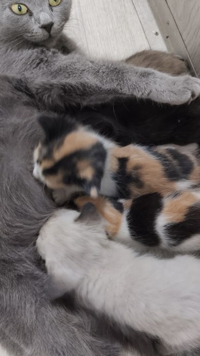 Котята в добрые руки
