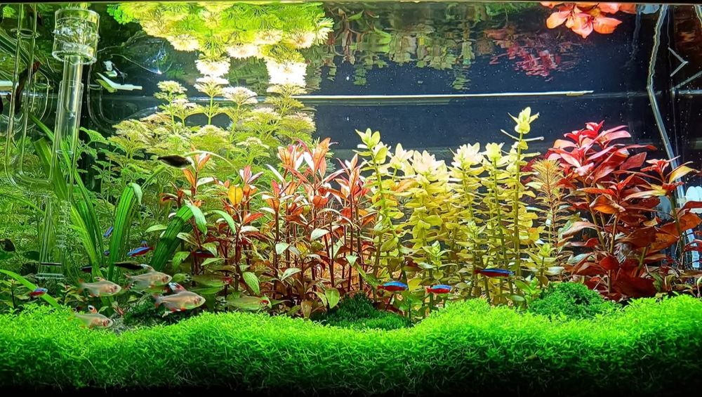 Торове за аквариумни растения