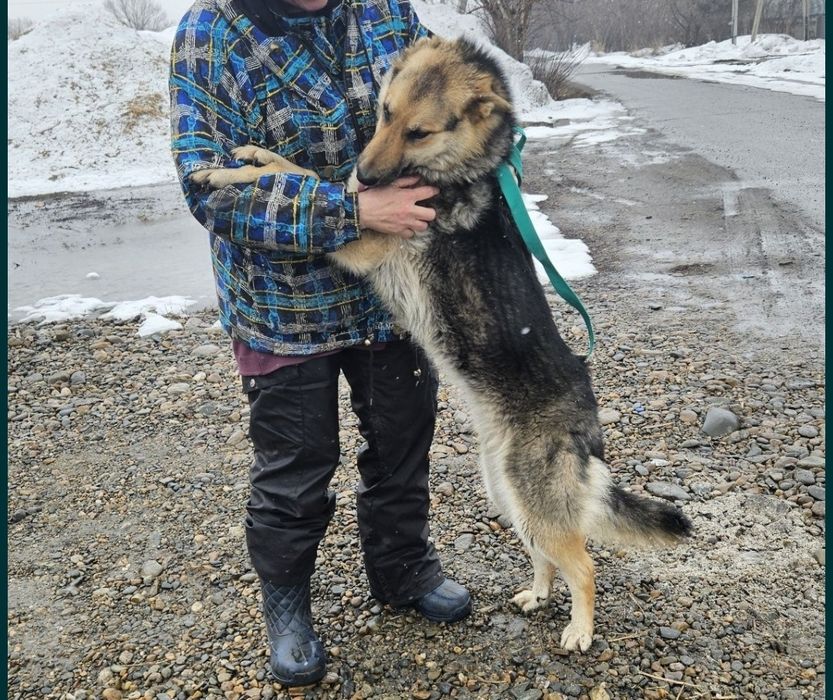 Отдам  овчарку (метис)