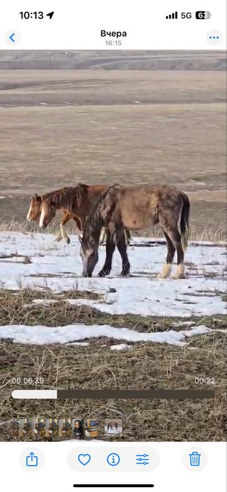 Кунан, 2 года, срочно