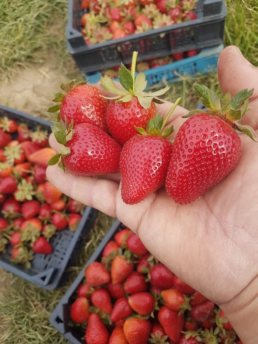 Разсад ягоди Клери