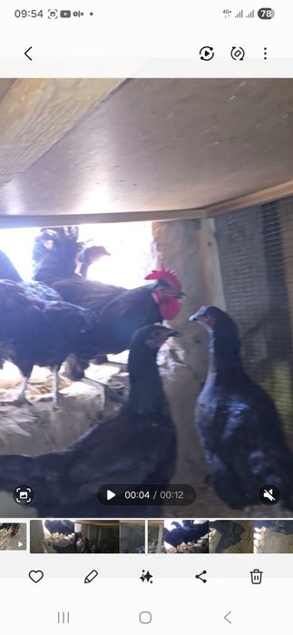 Qorashoxzada dakan induk avstrelop tuximi