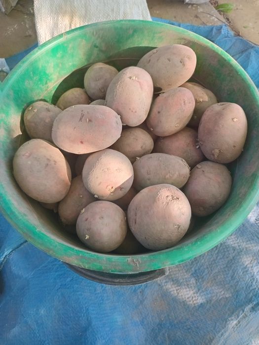 Картофель семенной