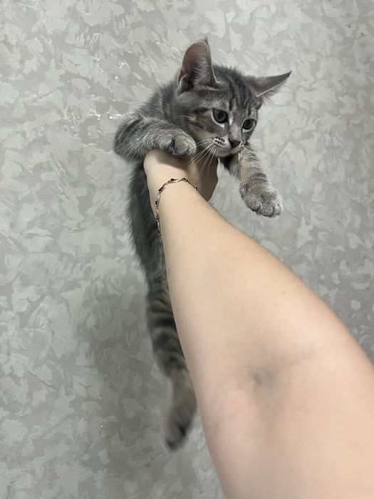 Котенок мальчик (метис)