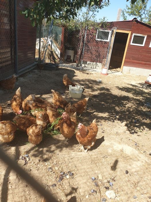 Gaini de oua de vanzare