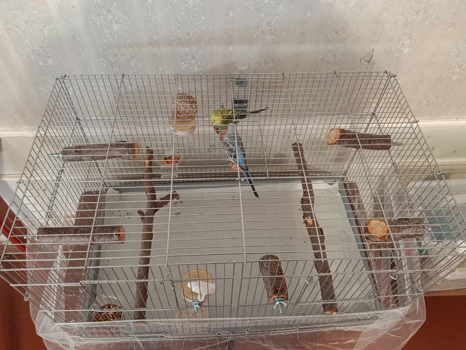 Попугаи с клетками