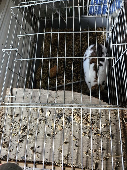 Iepure pitic de vanzare