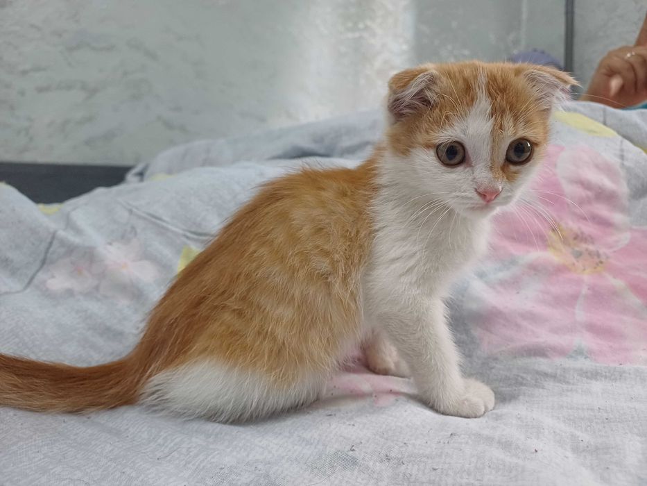 Отдам котят в добрые руки