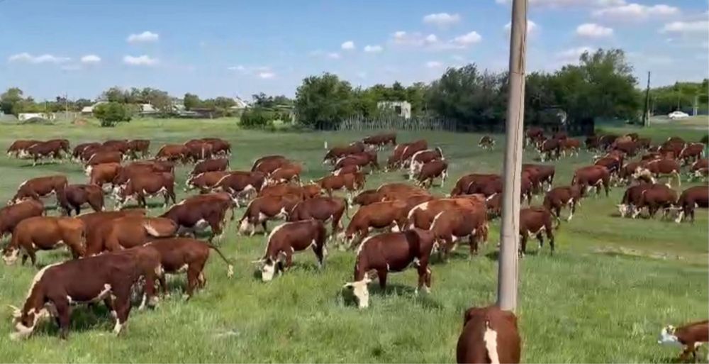 Жалаңаш үнді жұлдыздары