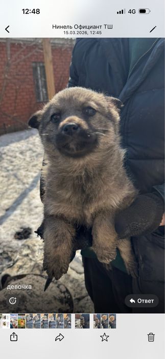 Щенки отдаем в добрые руки бесплатно