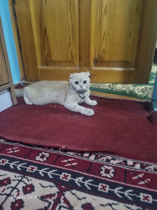 шотландский вислоухий котёнок