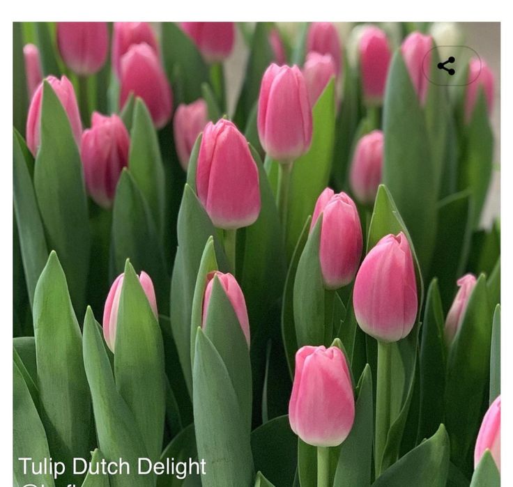 Тюльпаны премимум класса на 8 марта!