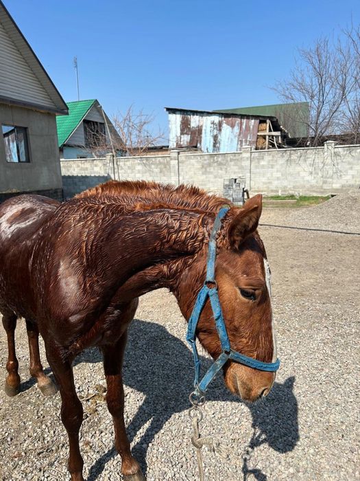 Продам мощного жеребца