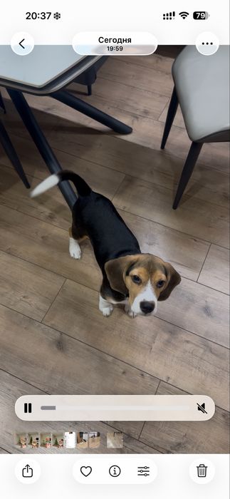 Щенок бигель кабель