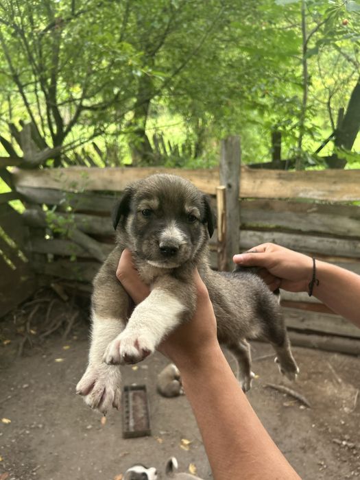 Donez catei ciobanesti