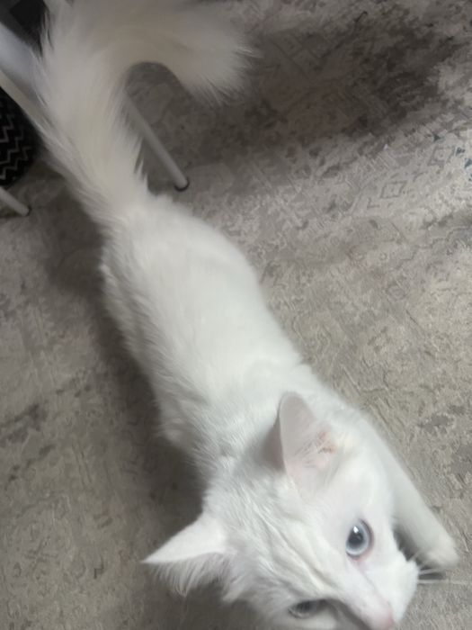 Кошка в добрые руки