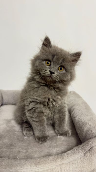 Pui pisica British Longhair